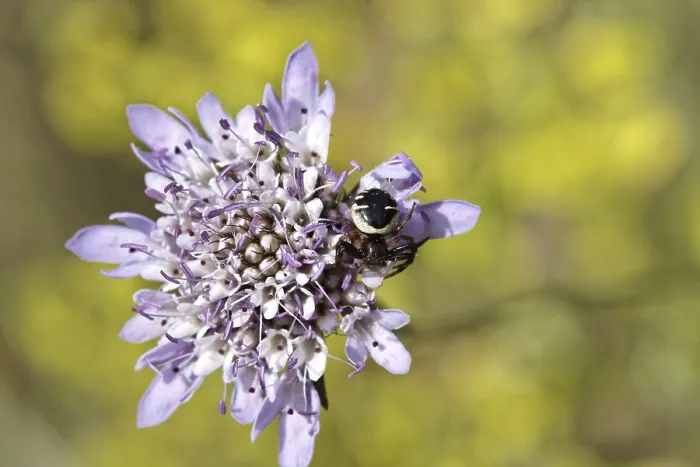 Gerahmter Druck : Synema globosum, Synema globosum Gerahmter Druck : Synema globosum, Synema globosum