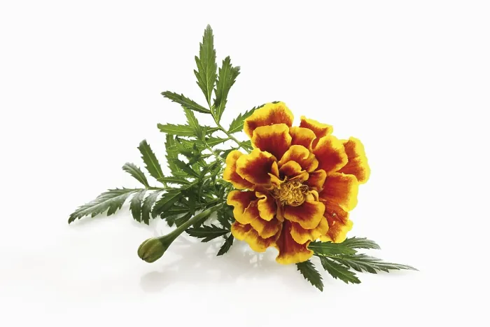 Gerahmter Druck : Tagetes Gerahmter Druck : Tagetes