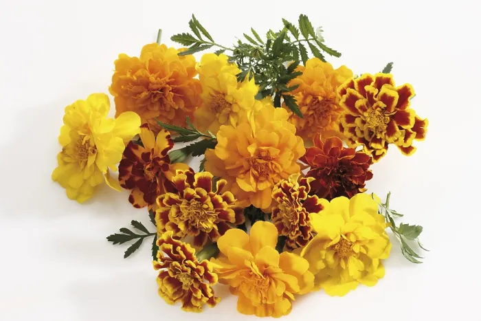Gerahmter Druck : Tagetes Gerahmter Druck : Tagetes