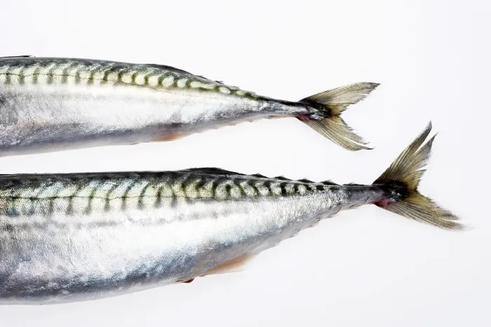 Gerahmter Druck : Fischschwanz Gerahmter Druck : Fischschwanz