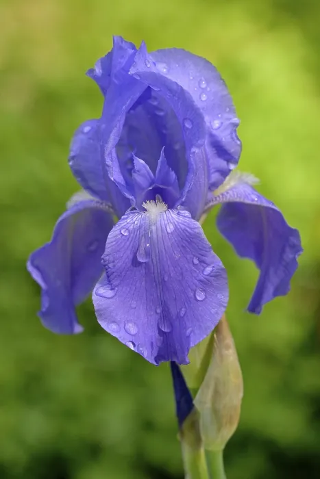 Gerahmter Druck : Tall Bearded Iris (Iris barbata-elatior) Gerahmter Druck : Tall Bearded Iris (Iris barbata-elatior)