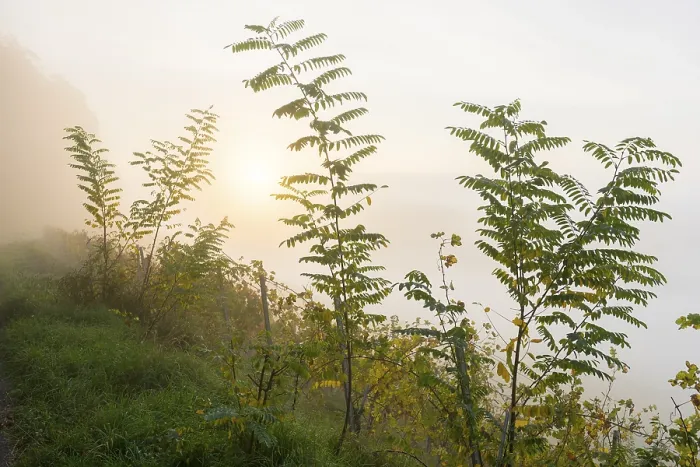 Gerahmter Druck : Hohe, schlanke Bäume in der Nebel.