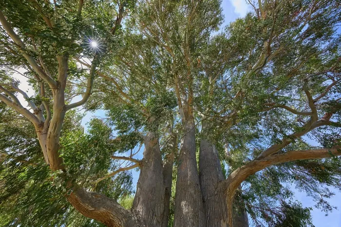 Gerahmter Druck : Tall tree peppermint eukalyptus (Eucalyptus radiata)
