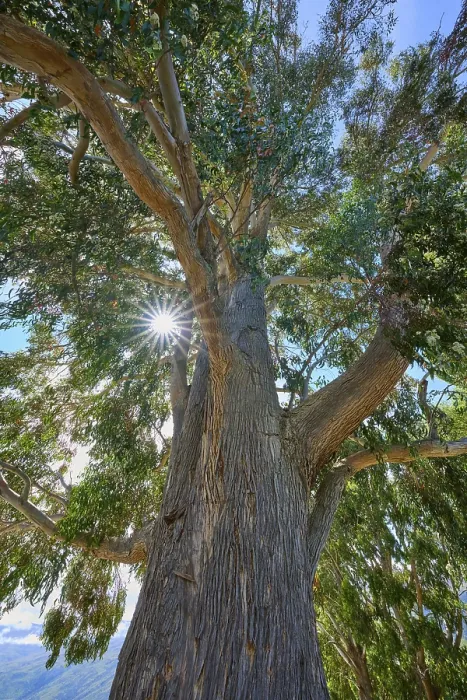 Gerahmter Druck : Hoher Baum Pfefferminze Eukalyptus (Eucalyptus radiata) Gerahmter Druck : Hoher Baum Pfefferminze Eukalyptus (Eucalyptus radiata)