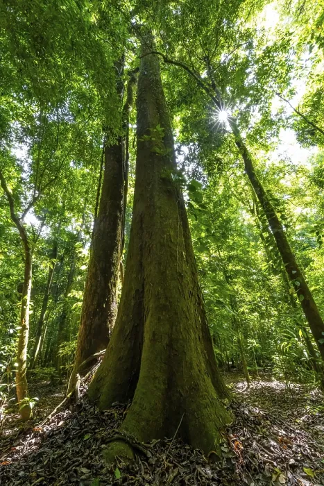 Gerahmter Druck : Hohe Bäume in dichter Vegetation im Regenwald.
