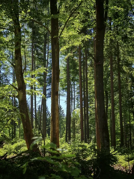 Gerahmter Druck : Hohe Bäume, mit Sonnenlicht durchsetzt. Gerahmter Druck : Hohe Bäume, mit Sonnenlicht durchsetzt.