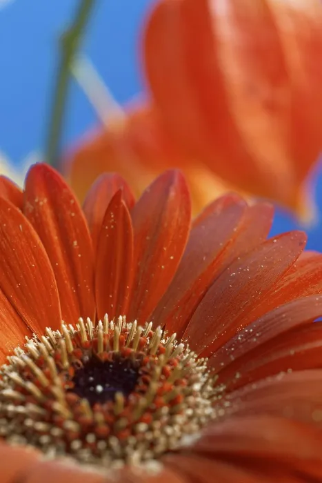 Gerahmter Druck : Tanner-Blume Gerahmter Druck : Tanner-Blume