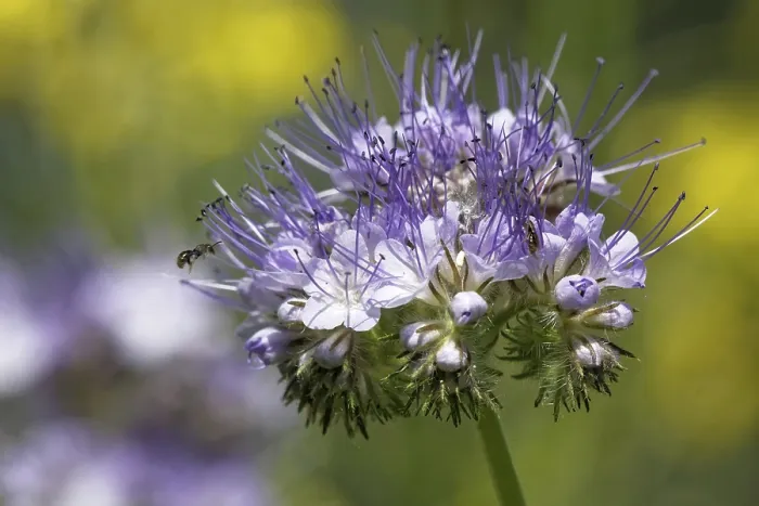 Gerahmter Druck : Tansy (Phacelia) Gerahmter Druck : Tansy (Phacelia)