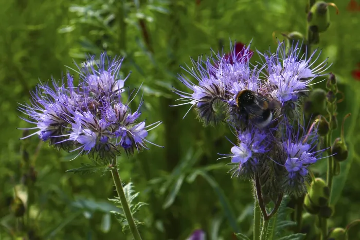 Gerahmter Druck : Gerahmter Druck :