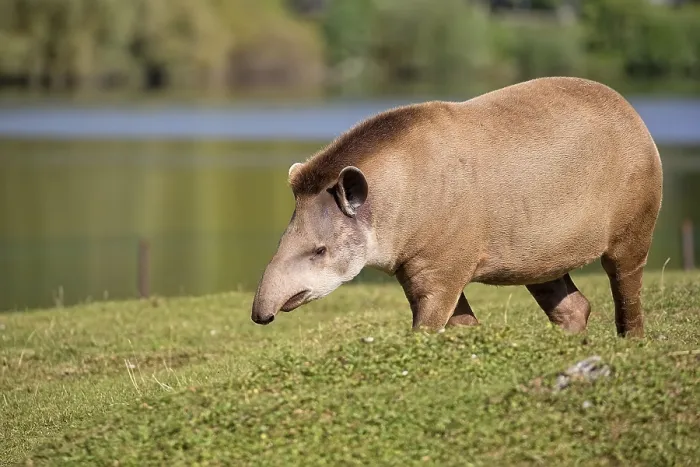 Gerahmter Druck : Tapir in einer Lichtung, im freien Gerahmter Druck : Tapir in einer Lichtung, im freien