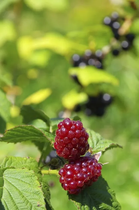 Gerahmter Druck : Tayberry 01 Gerahmter Druck : Tayberry 01