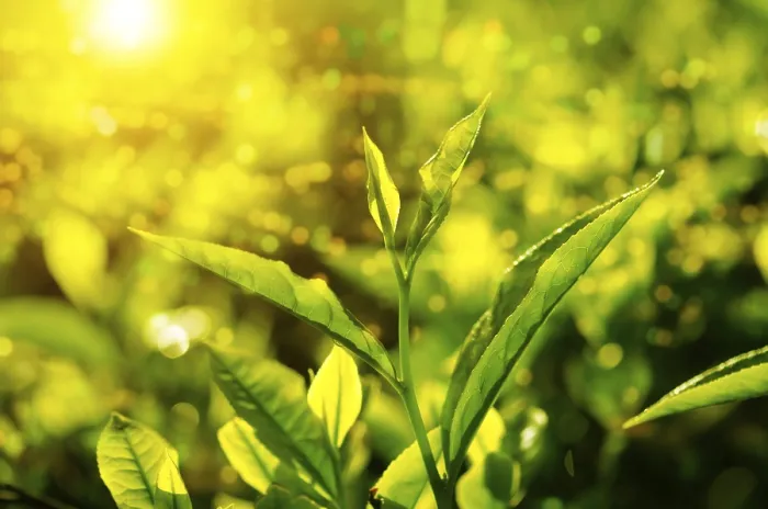 Gerahmter Druck : Teeblatt im Nahblick mit Bokeh und Sonnenlicht.