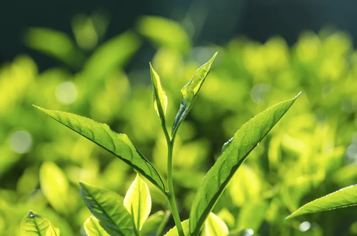 Gerahmter Druck : Teeblatt mit Plantage im Hintergrund. Gerahmter Druck : Teeblatt mit Plantage im Hintergrund.