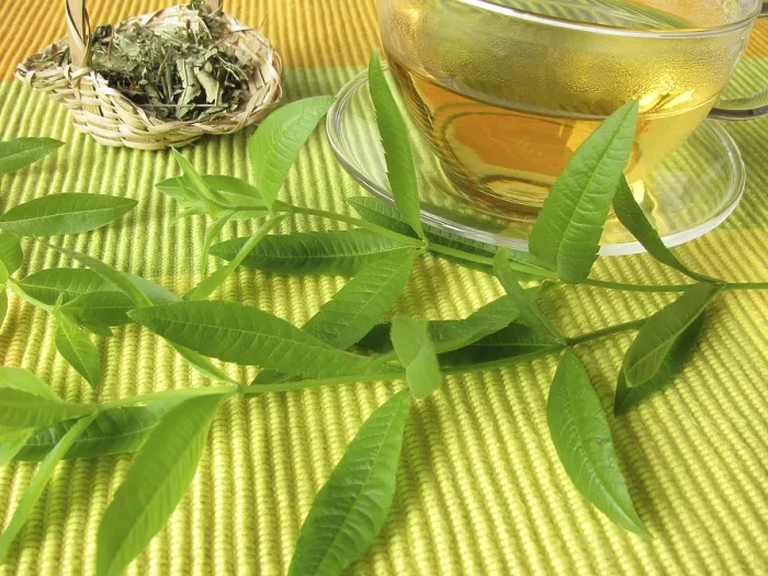 Gerahmter Druck : Tee mit Zitronenmelisse Gerahmter Druck : Tee mit Zitronenmelisse