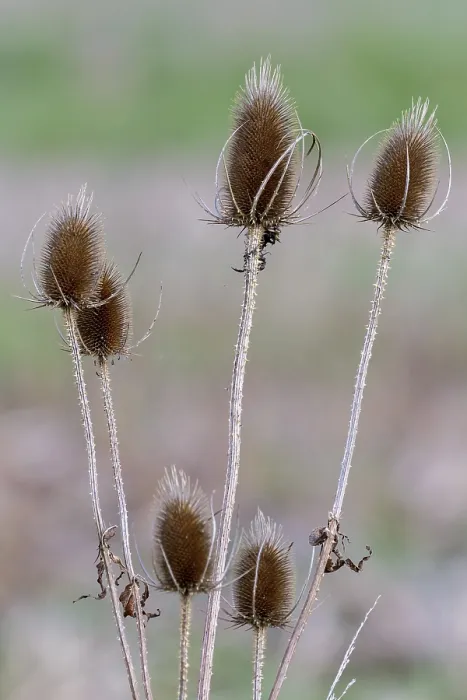 Gerahmter Druck : Disteln (Dipsacus) Gerahmter Druck : Disteln (Dipsacus)