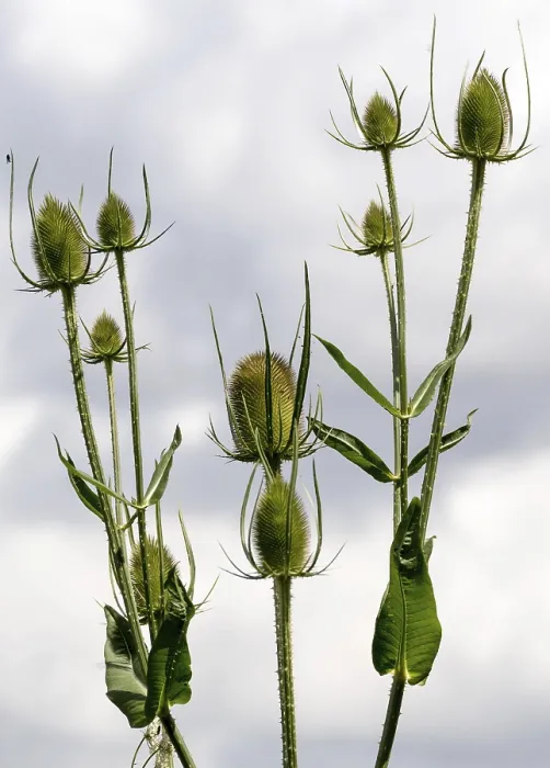 Gerahmter Druck : Disteln (Dipsacus) Gerahmter Druck : Disteln (Dipsacus)