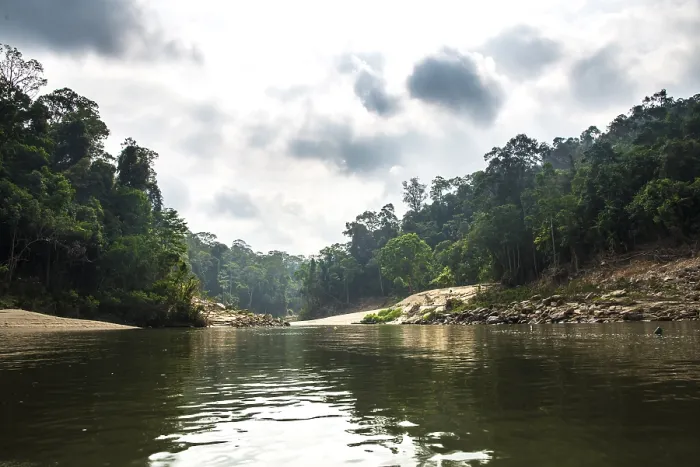 Gerahmter Druck : Tembeling River, Regenwald, Dschungel Gerahmter Druck : Tembeling River, Regenwald, Dschungel