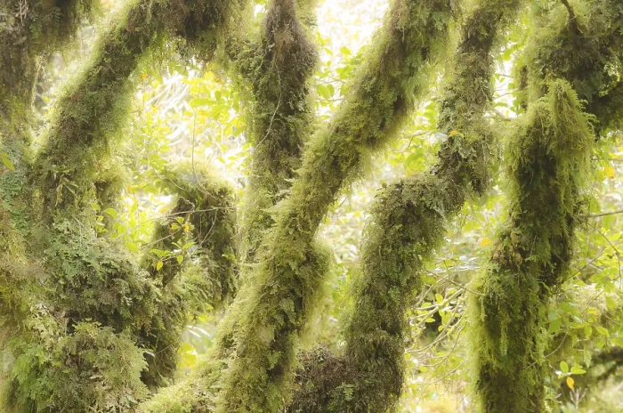 Gerahmter Druck : Mäßig-regenreiche Vegetation. Gerahmter Druck : Mäßig-regenreiche Vegetation.