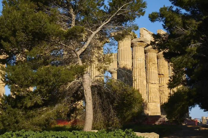 Gerahmter Druck : Tempel E, Hera-Tempel, Baum, Selinunt Gerahmter Druck : Tempel E, Hera-Tempel, Baum, Selinunt
