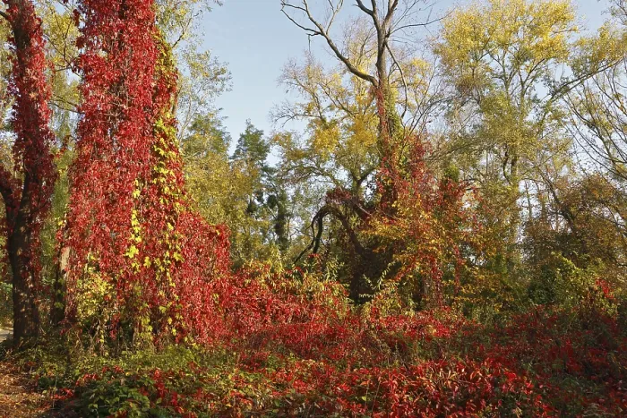 Gerahmter Druck : Wildrebenranken an einem Baum. Gerahmter Druck : Wildrebenranken an einem Baum.