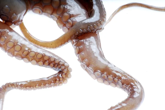 Gerahmter Druck : Tentakel eines Octopuses Gerahmter Druck : Tentakel eines Octopuses
