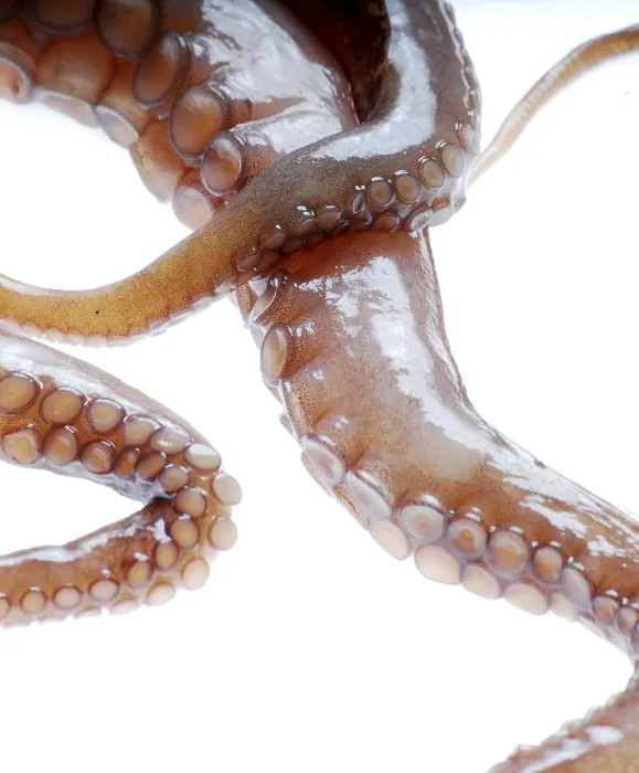 Gerahmter Druck : Tentakel eines Octopuses Gerahmter Druck : Tentakel eines Octopuses