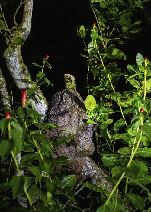 Gerahmter Druck : Ameisenhaufen in einem Baum, dichte Vegetation. Gerahmter Druck : Ameisenhaufen in einem Baum, dichte Vegetation.