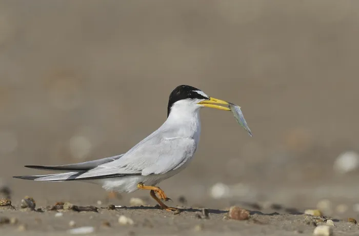 Gerahmter Druck : Sterntern (Sterna antillarum) Gerahmter Druck : Sterntern (Sterna antillarum)
