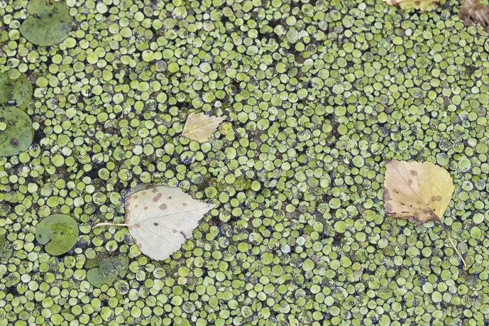 Gerahmter Druck : Die Textur von Wasserlinsen auf der Wasseroberfläche. Gerahmter Druck : Die Textur von Wasserlinsen auf der Wasseroberfläche.