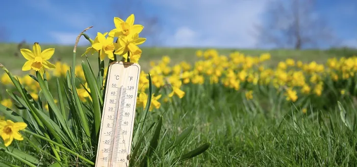 Gerahmter Druck : Thermometer mit Narzissenblüten.