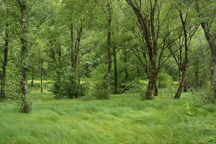 Gerahmter Druck : Ein dichter Wald mit hohem Gras.