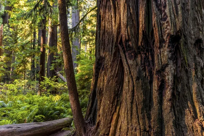 Gerahmter Druck : Dickes Baumstamm der Sequoia sempervirens (Sequoia sempervirens) Gerahmter Druck : Dickes Baumstamm der Sequoia sempervirens (Sequoia sempervirens)