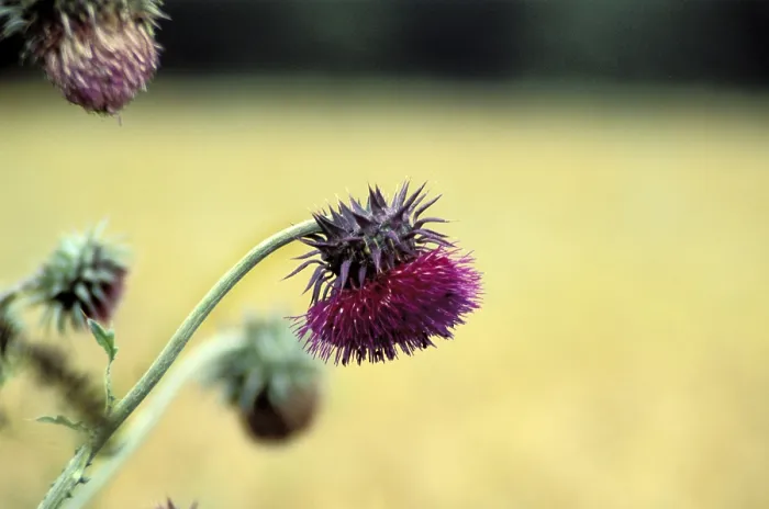 Gerahmter Druck : Thistle Gerahmter Druck : Thistle
