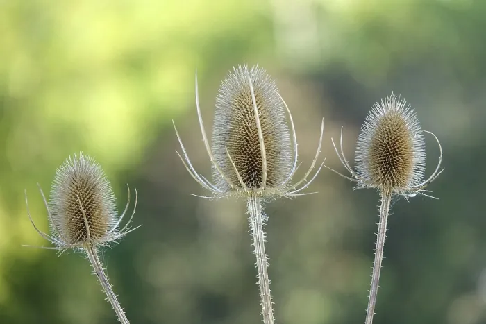 Gerahmter Druck : Thistle Gerahmter Druck : Thistle