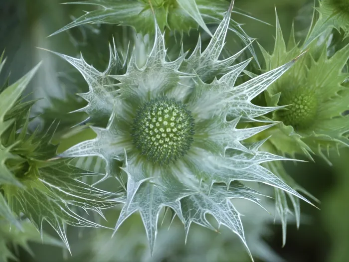 Gerahmter Druck : Thistle Gerahmter Druck : Thistle
