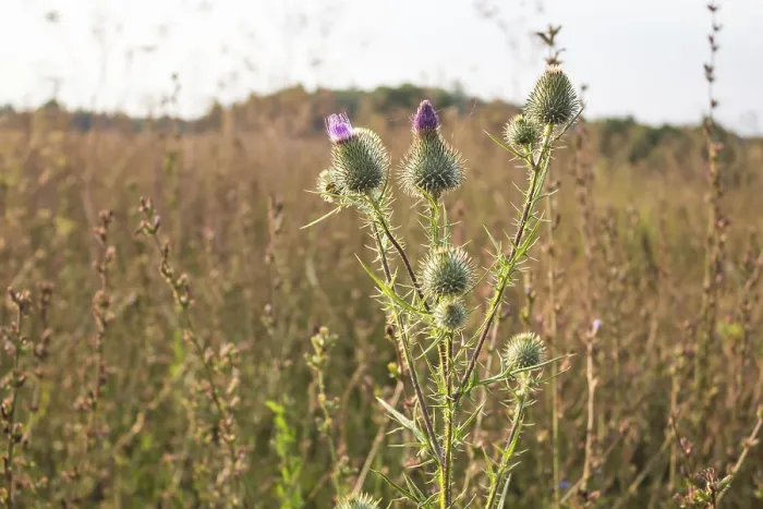 Gerahmter Druck : Disteln auf einem Hintergrund von Wiese. Gerahmter Druck : Disteln auf einem Hintergrund von Wiese.