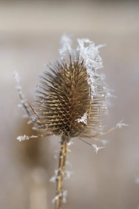 Gerahmter Druck : Distel mit Taubnesseln. Gerahmter Druck : Distel mit Taubnesseln.
