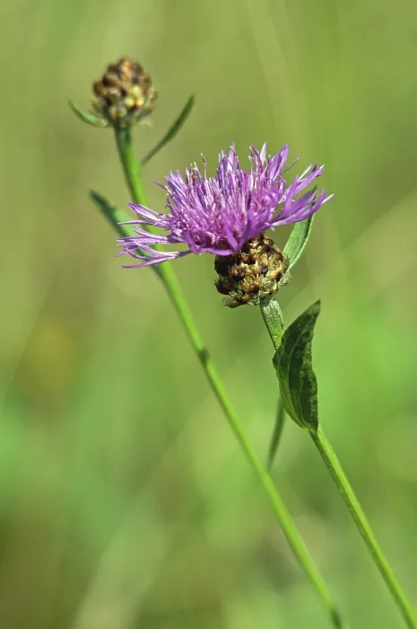 Gerahmter Druck : Distel-Pflanze Gerahmter Druck : Distel-Pflanze