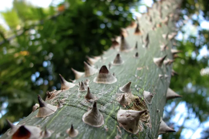 Gerahmter Druck : Thorns