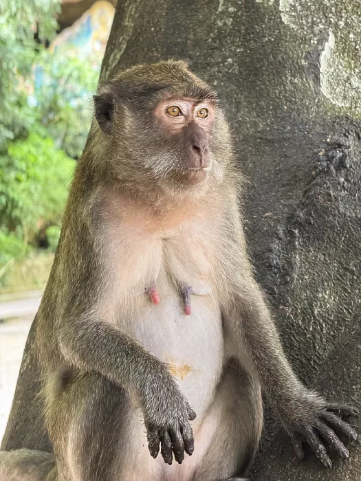 Gerahmter Druck : Ein nachdenklicher Affe sitzt friedlich bei einem Baum. Gerahmter Druck : Ein nachdenklicher Affe sitzt friedlich bei einem Baum.