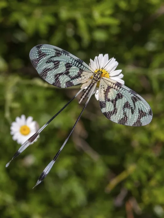 Gerahmter Druck : Fadenförmig, Nemoptera sinuata, Löffelflügel Gerahmter Druck : Fadenförmig, Nemoptera sinuata, Löffelflügel