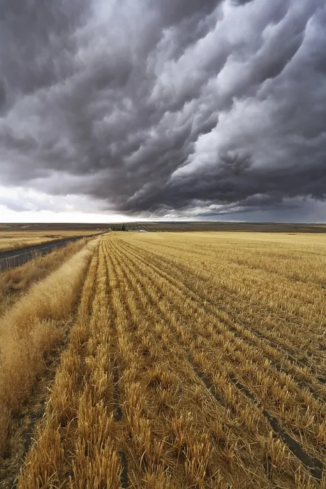 Gerahmter Druck : Donnerwolken über Feldern nach der Ernte. Gerahmter Druck : Donnerwolken über Feldern nach der Ernte.