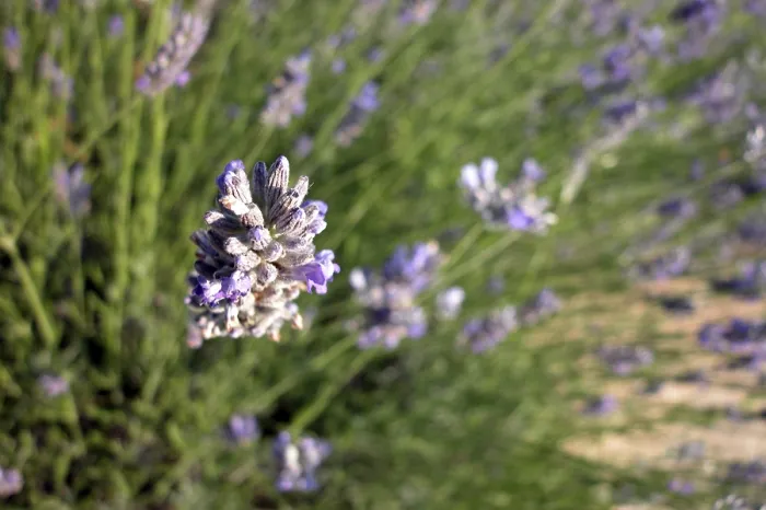 Gerahmter Druck : Thyme Gerahmter Druck : Thyme