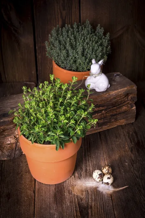 Gerahmter Druck : Thymian und Oregano Gerahmter Druck : Thymian und Oregano