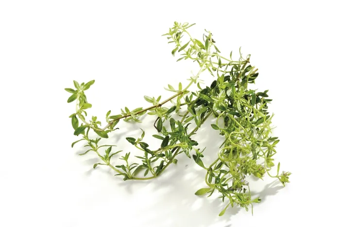 Gerahmter Druck : Thymian (Thymus) Gerahmter Druck : Thymian (Thymus)