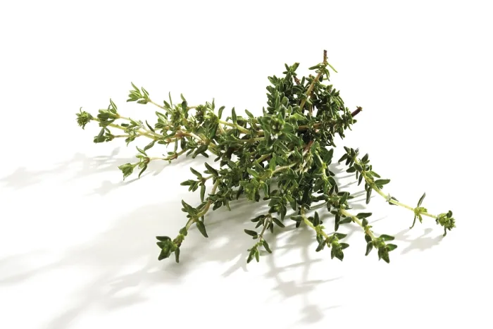 Gerahmter Druck : Thymian (Thymus) Gerahmter Druck : Thymian (Thymus)