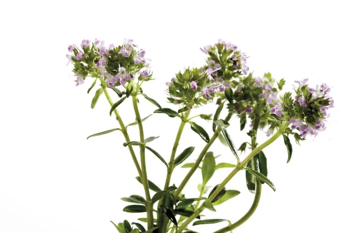 Gerahmter Druck : Thymian (Thymus), Blüten. Gerahmter Druck : Thymian (Thymus), Blüten.