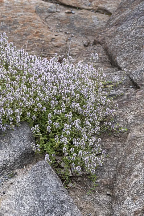 Gerahmter Druck : Thymian (Thymus praecox) Gerahmter Druck : Thymian (Thymus praecox)