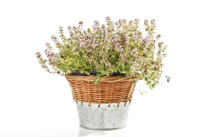 Gerahmter Druck : Thymian (Thymus) in einem Weidenkorb. Gerahmter Druck : Thymian (Thymus) in einem Weidenkorb.