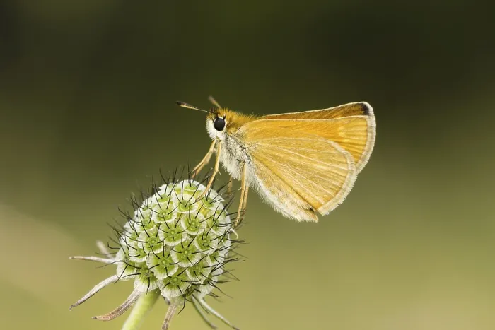 Gerahmter Druck : Thymelicus acteon, matted brown thighead - Thymelicus acteon Gerahmter Druck : Thymelicus acteon, matted brown thighead - Thymelicus acteon